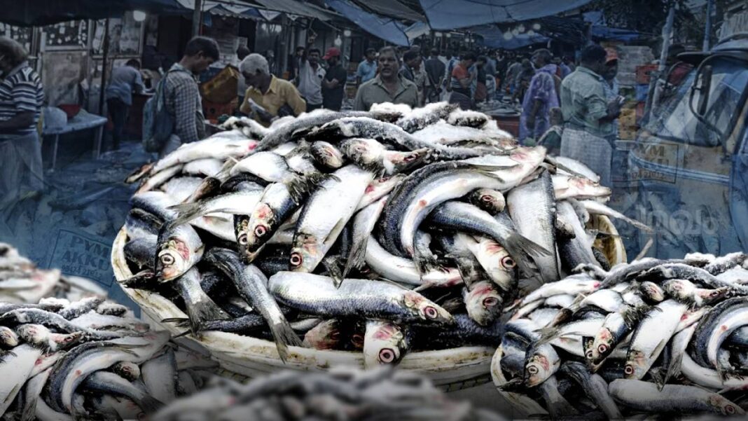 കേരളത്തിൽ മത്തി കൂടി, മത്സ്യലഭ്യതയിൽ നേരിയ കുറവെന്ന് സിഎംഎഫ്ആർഐ റിപ്പോർട്ട്