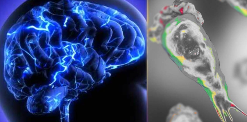 സംസ്ഥാനത്ത് വീണ്ടും അമീബിക് മസ്തിഷ്ക ജ്വരം; മലപ്പുറം സ്വദേശിനി ചികിത്സയിൽ