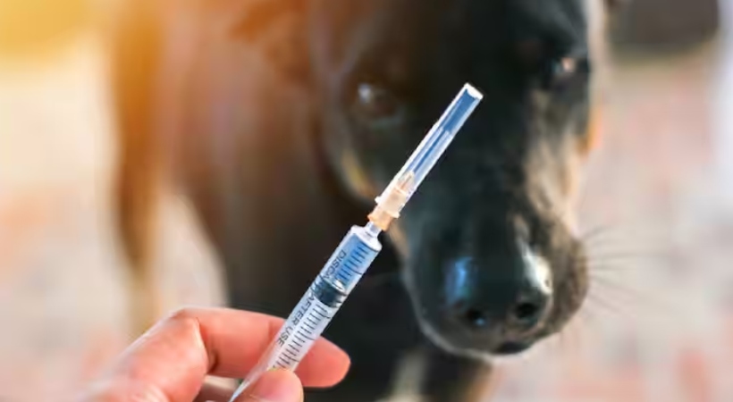 വളർത്തുമൃഗങ്ങൾക്കുള്ള സൗജന്യ പേവിഷ പ്രതിരോധ കുത്തിവെപ്പിനായി സർക്കാർ ചെലവഴിച്ച തുകയുടെ കണക്ക് പുറത്ത്