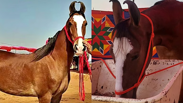 പ്രായം 31 മാസം, വില ഒരു കോടി; പുഷ്കർ മേളയിൽ താരമായി നഗീന