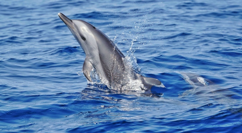 ഇന്ത്യന് സമുദ്രോല്പ്പന്ന കയറ്റുമതിക്ക് യുഎസ് പച്ചക്കൊടി: വഴി തുറന്നത് സിഎംഎഫ്ആര്ഐ പഠനം