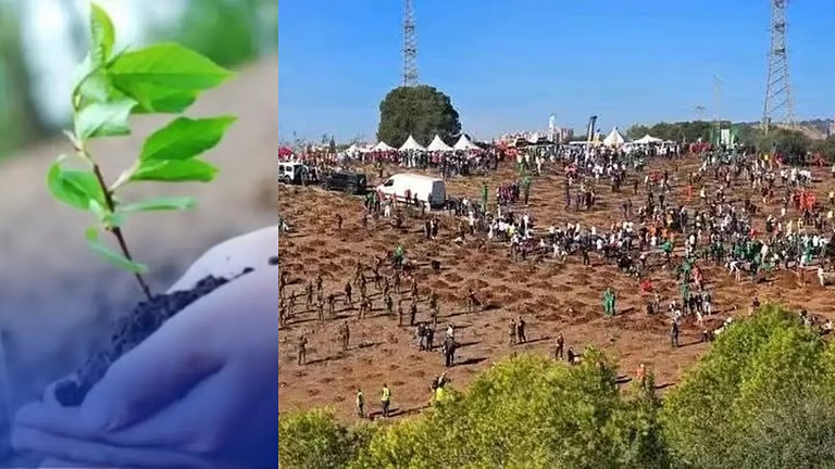 കാട്ടുതീ ഉണ്ടാക്കിയ നഷ്ടത്തിന് പരിഹാരമായി ദശലക്ഷം വൃക്ഷത്തൈകൾ; അൾജീരിയയിലെ ക്യാംപെയിന് വൻ ജനകീയ പിന്തുണ