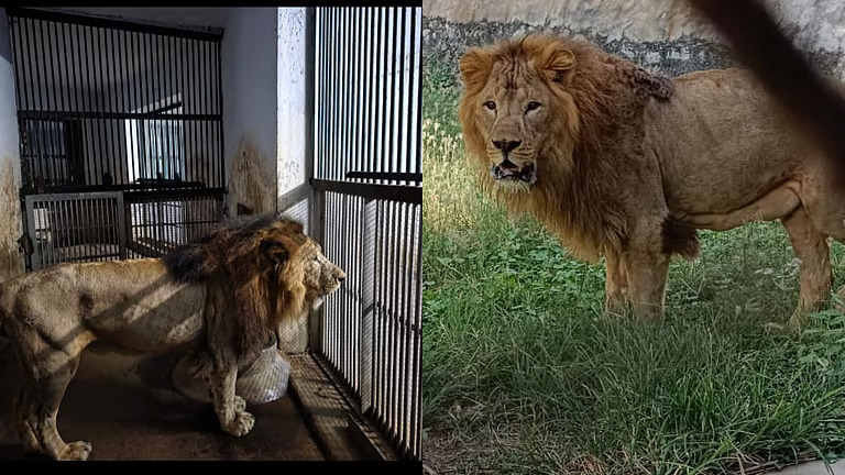 ഷേർയാർ വണ്ടലൂർ മൃഗശാലയിൽ തിരിച്ചെത്തി; കാണാതായത് നടൻ ശിവകാർത്തികേയൻ ദത്തെടുത്ത സിംഹത്തെ