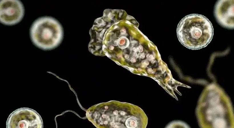 കൊച്ചിയിലും അമീബിക് മസ്തിഷ്കജ്വരം; രോഗം സ്ഥിരീകരിച്ചത് ലക്ഷദ്വീപ് സ്വദേശിക്ക്