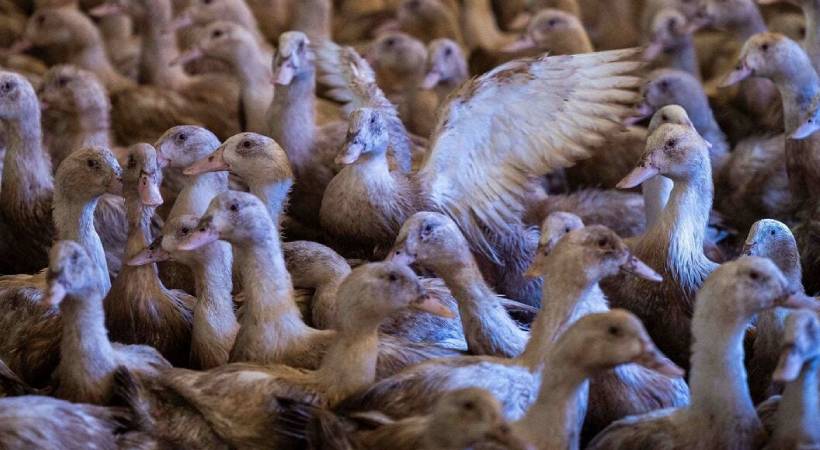 ആലപ്പുഴ, കോട്ടയം ജില്ലകളിൽ പക്ഷിപ്പനി; രോഗം കണ്ടെത്തിയത് കോഴി, താറാവ്, കാട എന്നിവയിൽ