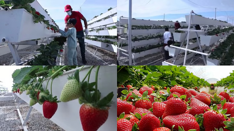 ഗാസയുടെ മണ്ണിൽ നിന്നും പലായനം; ഒമാൻ മണ്ണില് സ്ട്രോബറി വസന്തം തീർത്ത് അഭയാർഥി കുടുംബം