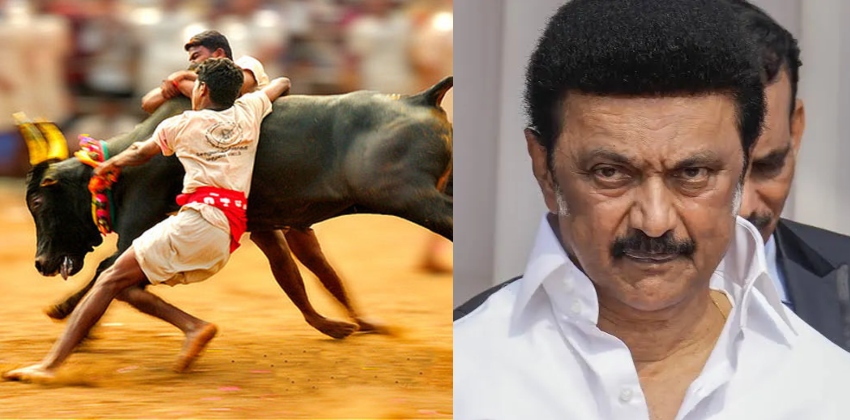 ജെല്ലിക്കെട്ടിൽ വിജയിക്കുന്നവർക്ക് സർക്കാർ ജോലി, മൃഗസംരക്ഷണ വകുപ്പിലാകും ജോലി; പ്രഖ്യാപനവുമായി എം കെ സ്റ്റാലിൻ