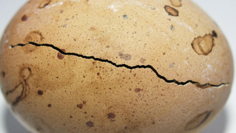 അന്റാർട്ടിക്കയിൽ കണ്ടെത്തിയത് 6.8 കോടി വർഷം പഴക്കമുള്ള ഭീമൻ മുട്ട