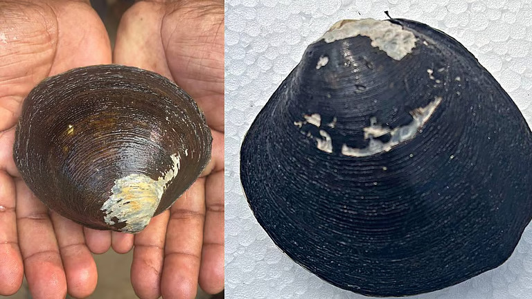 തീരദേശവാസികള്ക്ക് പുതിയ വരുമാന മാര്ഗം; കണ്ടല് കക്കയെ ഇനി കൃത്രിമമായി നിര്മിക്കാം