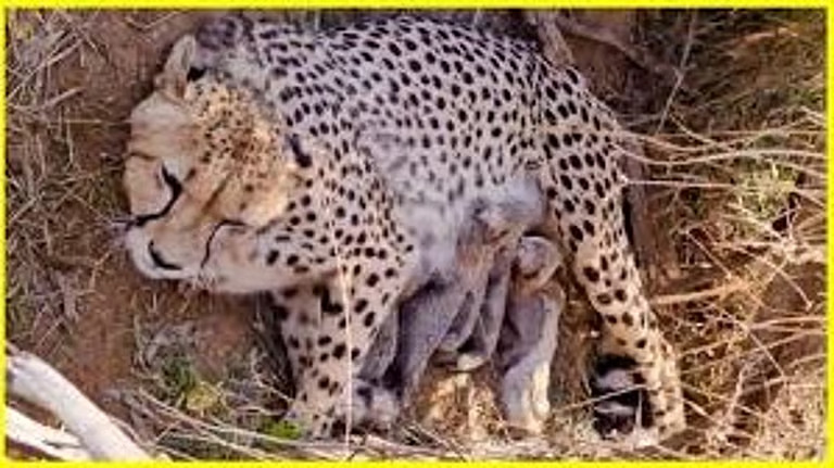 ജ്വാല ജന്മം നൽകിയത് അഞ്ച് കുഞ്ഞുങ്ങൾക്ക്; രാജ്യത്തെ ചീറ്റപ്പുലികളുടെ എണ്ണം ഇനി 53
