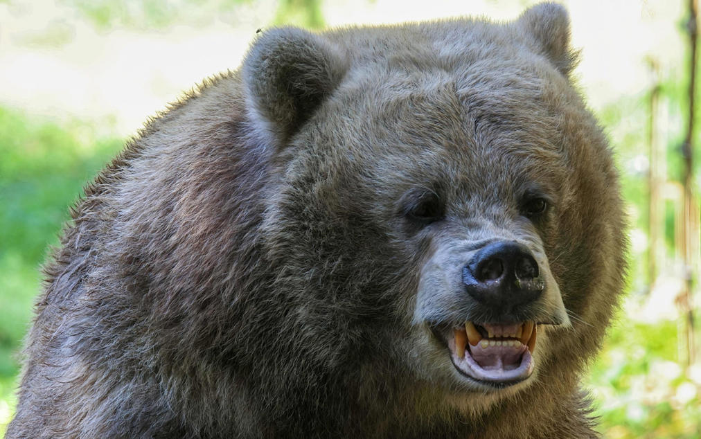 പോളണ്ടിൽ കരടിയുടെ ആക്രമണത്തിൽ കാൽനടയാത്രക്കാരി കൊല്ലപ്പെട്ടു
