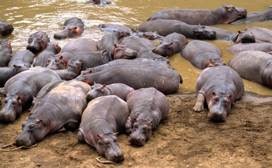 പെറ്റുപെരുകിയ ഹിപ്പോപ്പൊട്ടാമസുകളെ കൊല്ലാൻ കൊളംബിയൻ സർക്കാർ തീരുമാനം