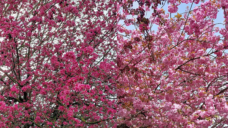 വിനോദ സഞ്ചാരികൾക്ക് കാഴ്ച വിരുന്ന്! ചെറി ബ്ലോസത്താൽ വർണവിസ്മയം തീർത്ത് തെരുവോരങ്ങൾ