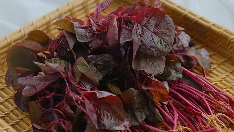 ഇല പച്ചക്കറികൾ ഫ്രിഡ്ജിൽ വയ്ക്കരുത്; ഒളിഞ്ഞിരിക്കുന്നത് അപകടം