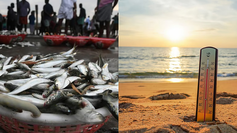 ഈ ചൂട് ഇനിയും സഹിക്കാൻ വയ്യ… അയലയും മത്തിയും കേരളതീരം വിടുന്നു