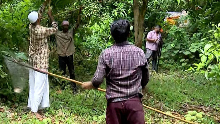 മധുരമില്ലാത്ത മാമ്പഴക്കാലം; പശ്ചിമേഷ്യയിലെ യുദ്ധത്തില് വലഞ്ഞ് പാലക്കാട്ടെ കര്ഷകരും